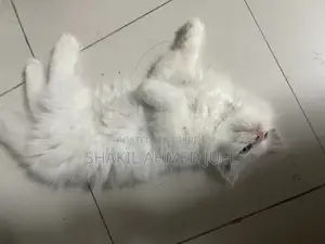 ১-৩ মাস বয়সী ফিমেল পিওরব্রেড পার্সিয়ান
