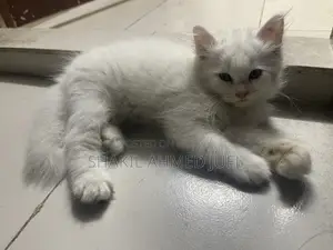 ১-৩ মাস বয়সী ফিমেল পিওরব্রেড পার্সিয়ান