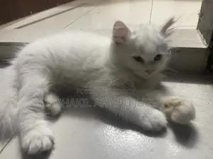 ১-৩ মাস বয়সী ফিমেল পিওরব্রেড পার্সিয়ান