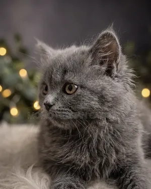 1-3 Months Male Purebred Persian