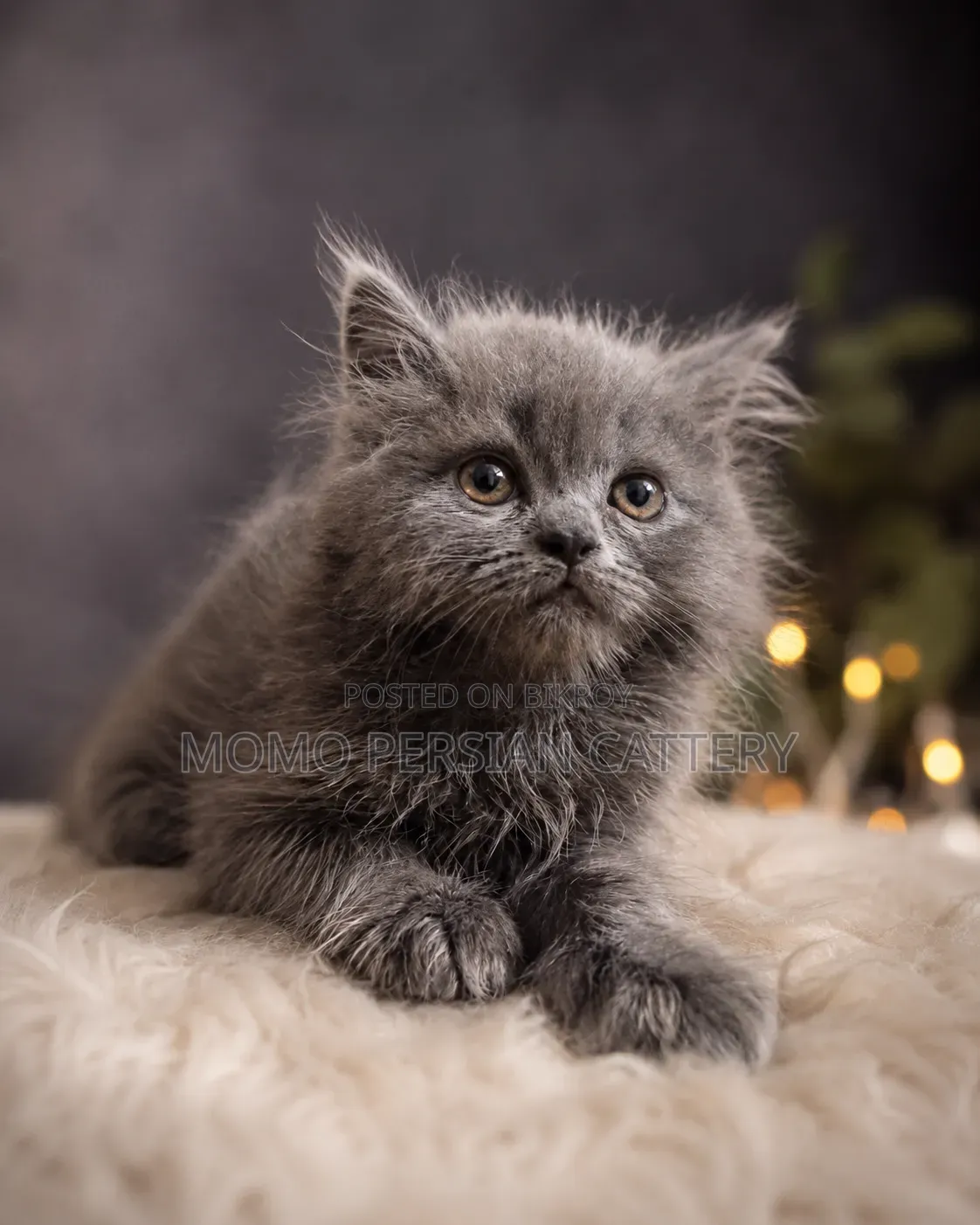 1-3 Months Male Purebred Persian