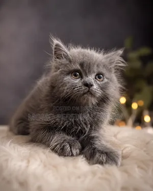 1-3 Months Male Purebred Persian
