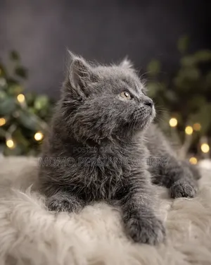 1-3 Months Male Purebred Persian