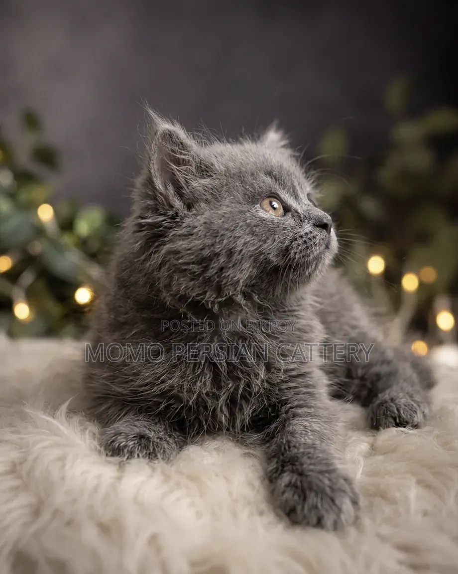 1-3 Months Male Purebred Persian