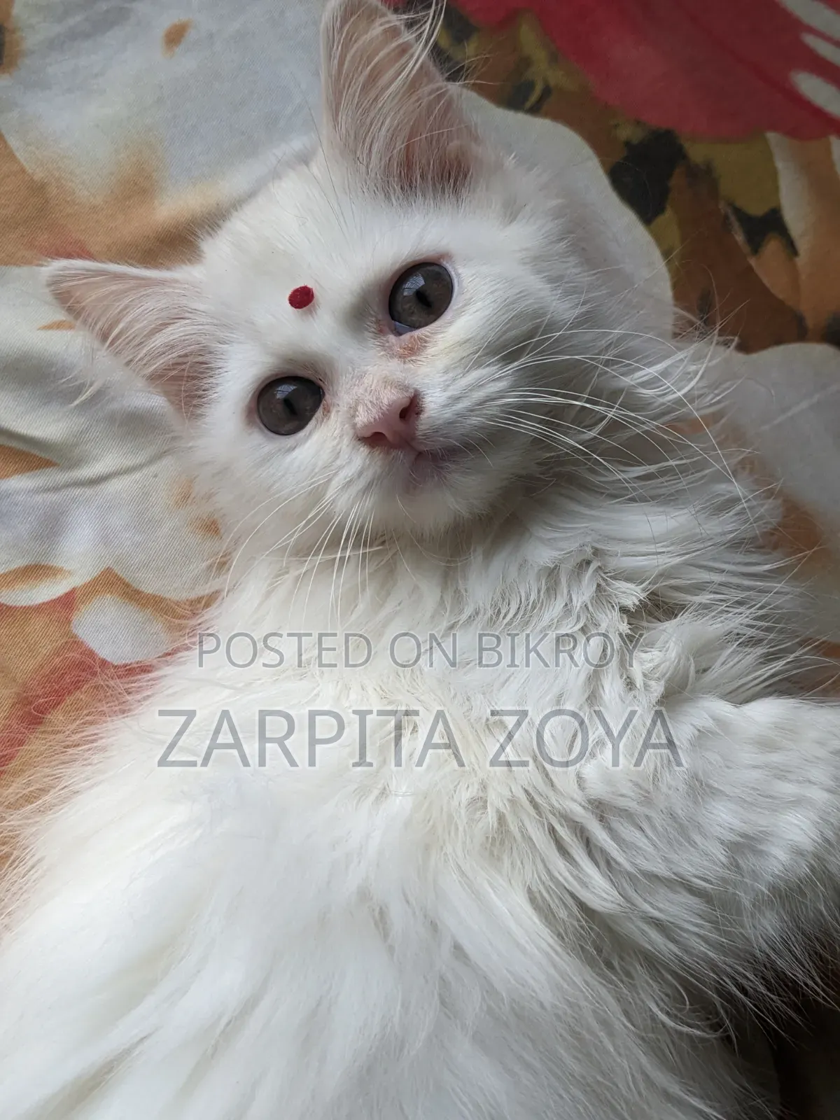 3-6 Months Male Purebred Persian