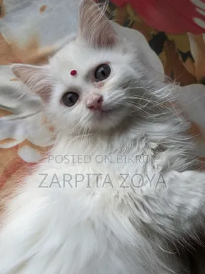 3-6 Months Male Purebred Persian