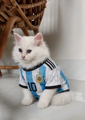 3-6 Months Male Purebred Persian