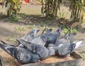 রেজাল্ট করানো ভোলো মানের কবুতর