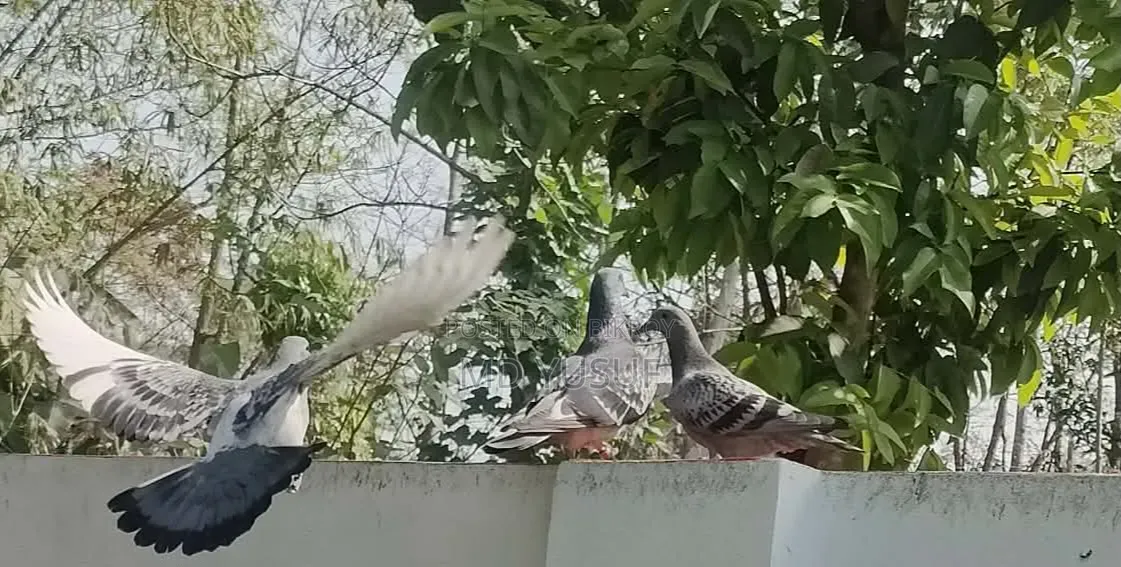 রেজাল্ট করানো ভোলো মানের কবুতর