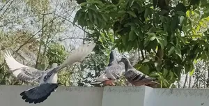 রেজাল্ট করানো ভোলো মানের কবুতর