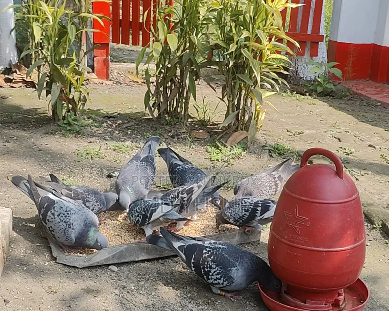 রেজাল্ট করানো ভোলো মানের কবুতর