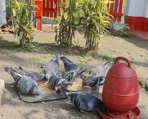 রেজাল্ট করানো ভোলো মানের কবুতর