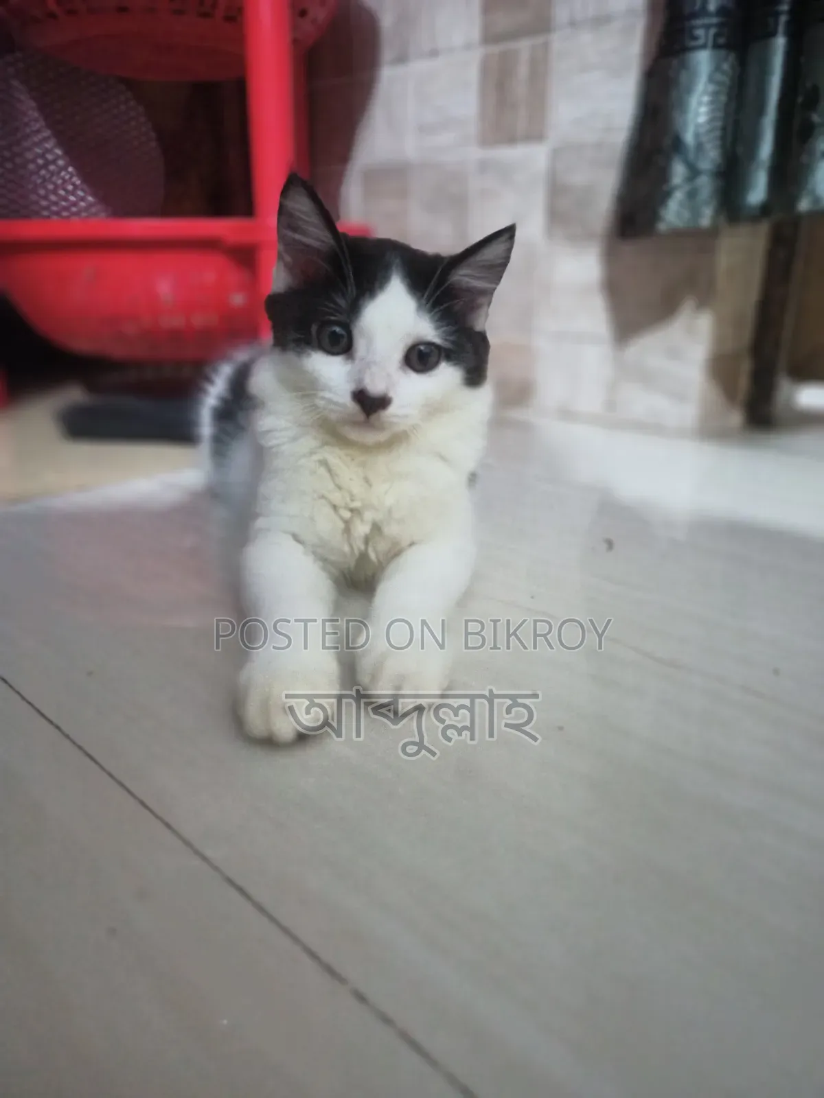 1-3 Months Female Mixed Breed Persian Cat