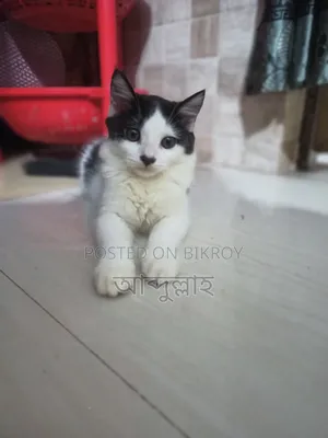 1-3 Months Female Mixed Breed Persian Cat