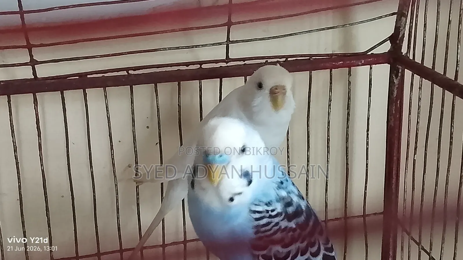 বাজিগার পাখির ব্রিডিং জোড়া