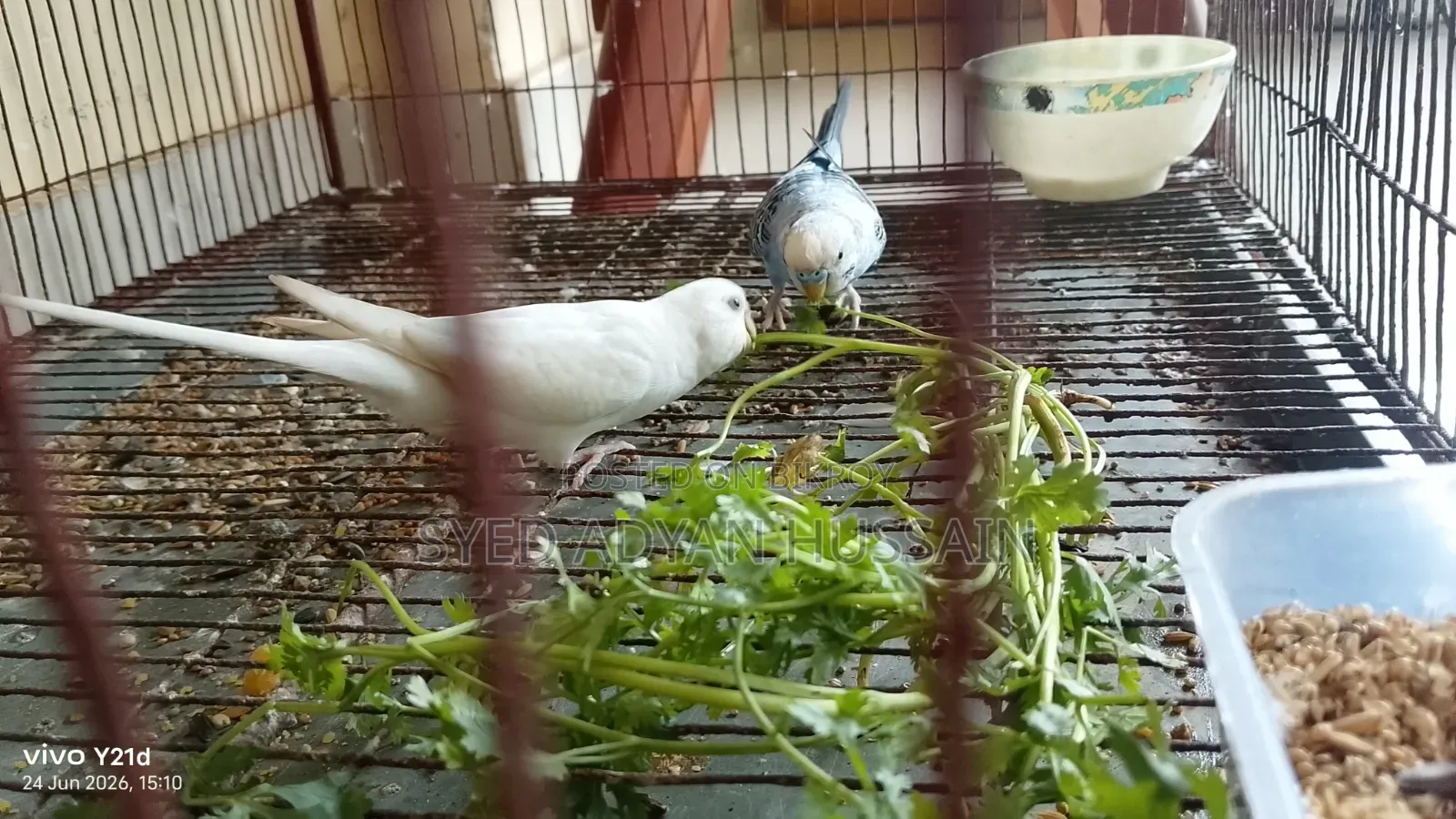 বাজিগার পাখির ব্রিডিং জোড়া