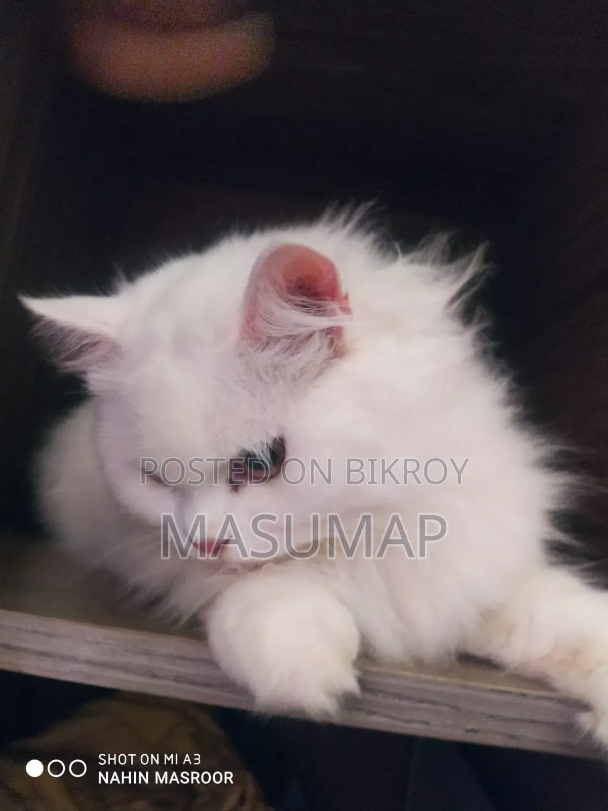 1+ Year Female Purebred Persian