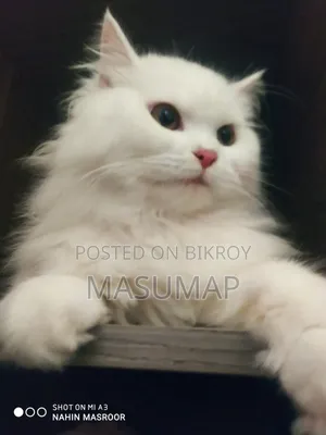 1+ Year Female Purebred Persian