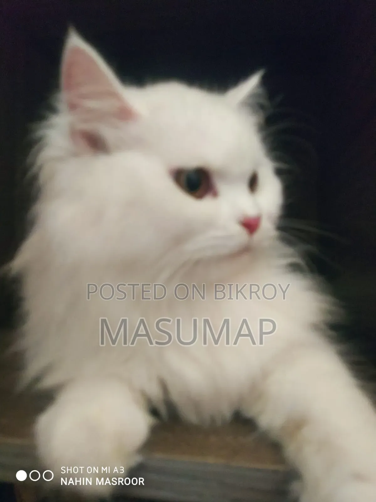 1+ Year Female Purebred Persian