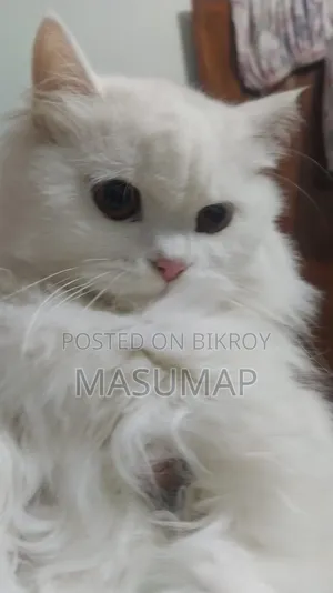 1+ Year Female Purebred Persian