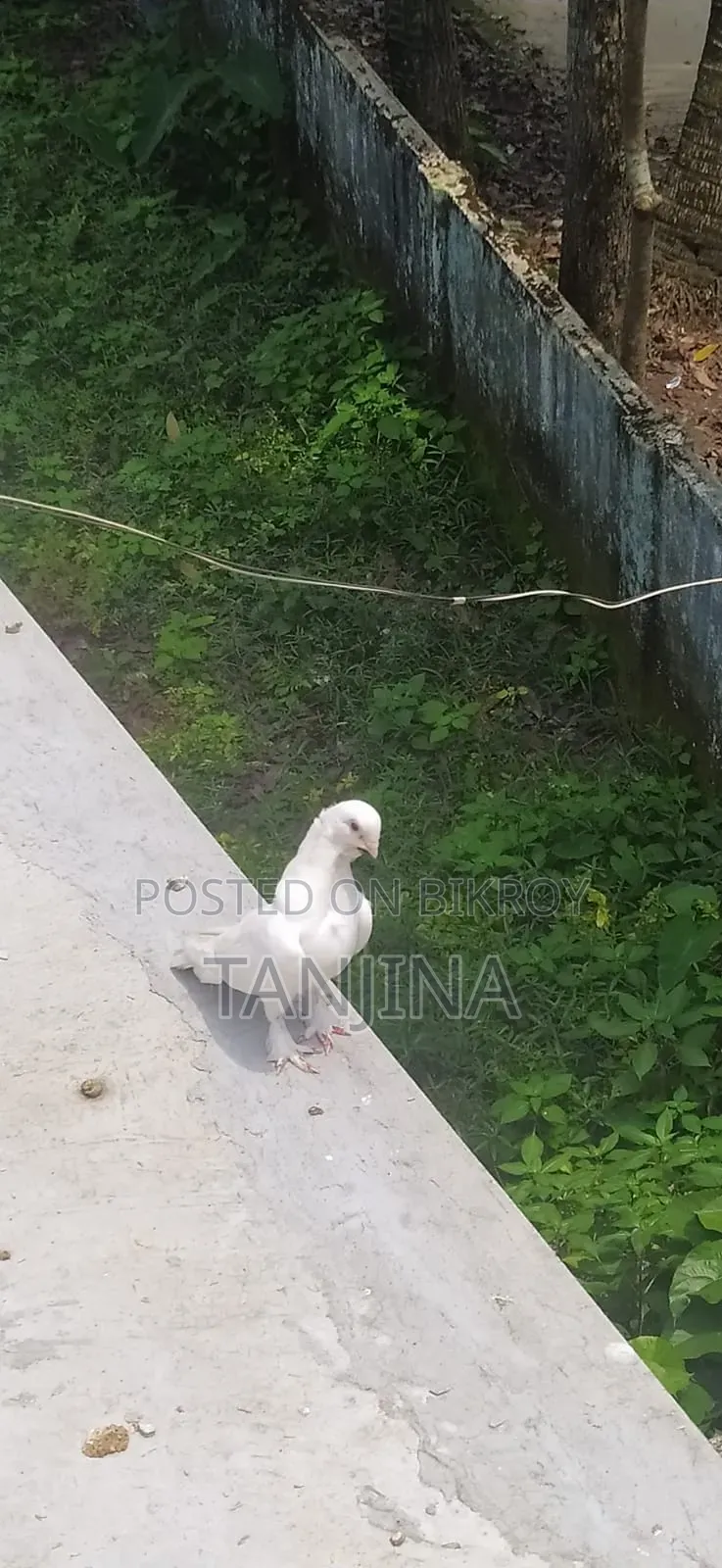 Pigeons for sale