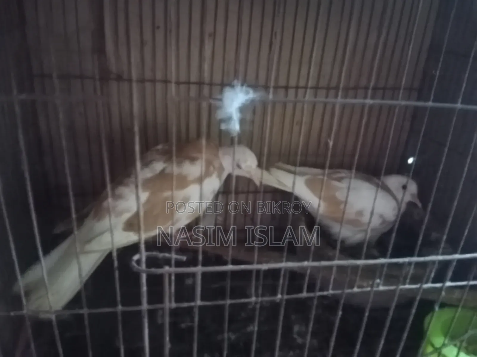 1 Pair of Dove Birds