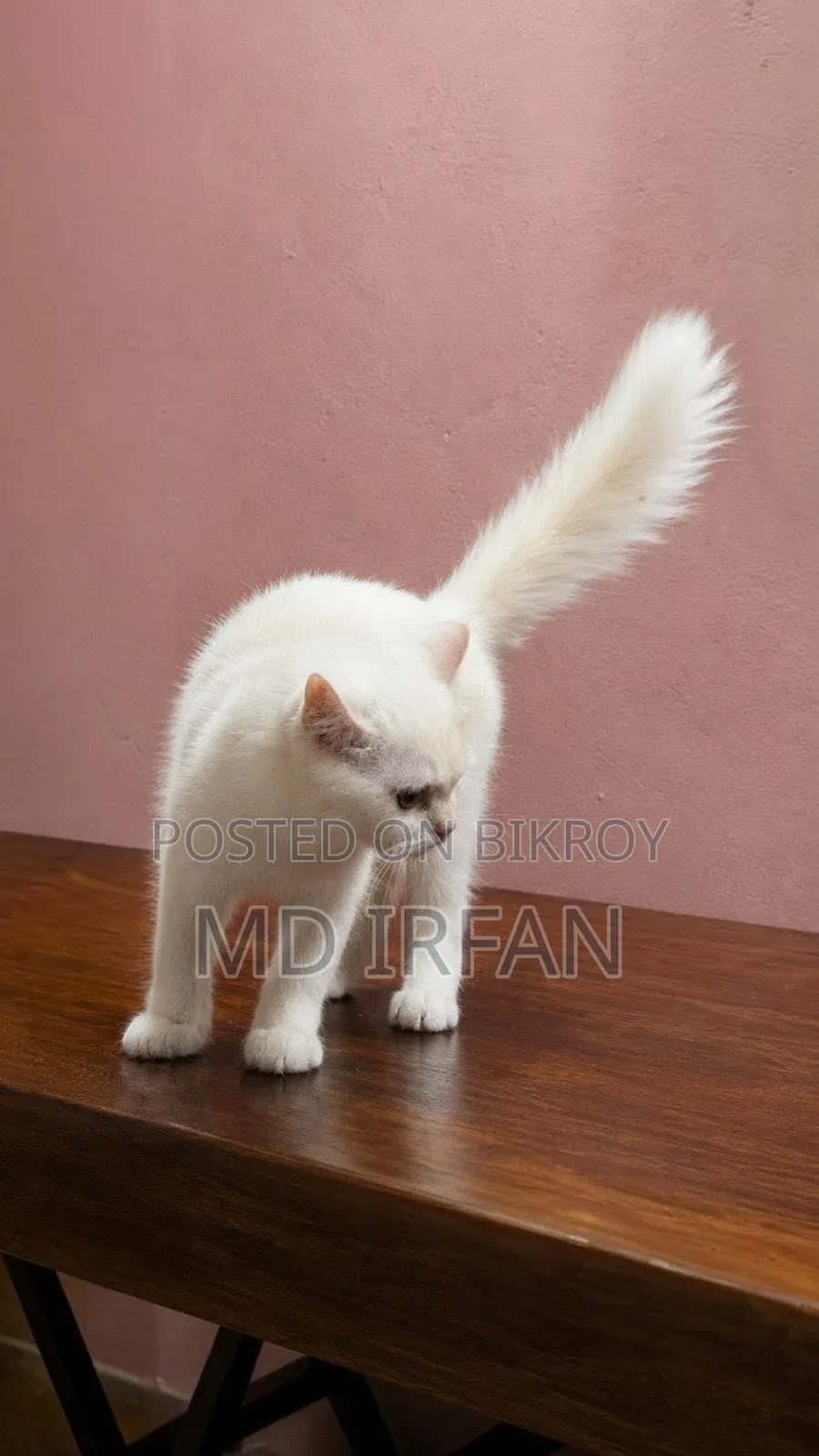 3-6 Months Male Mixed Breed Persian