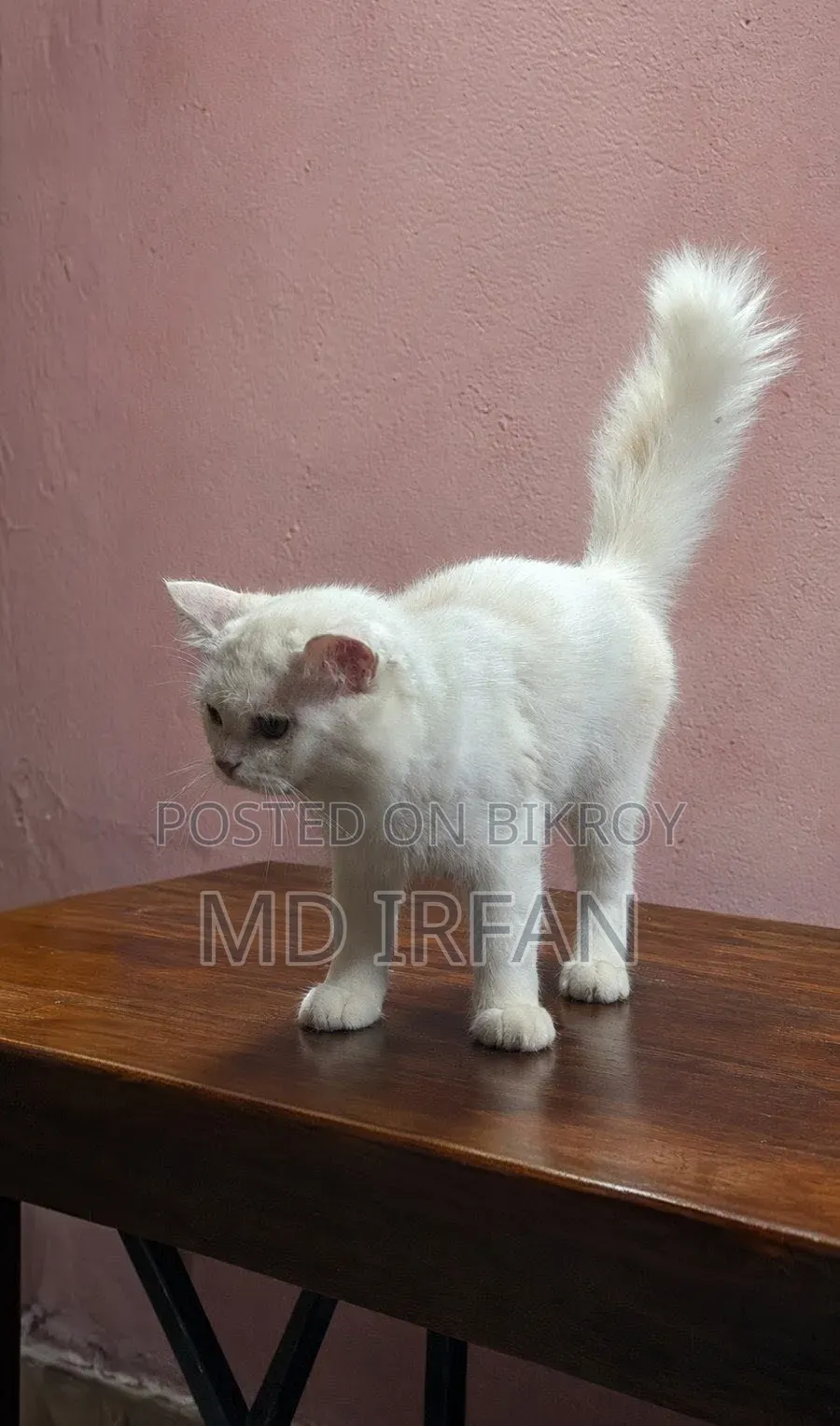 3-6 Months Male Mixed Breed Persian
