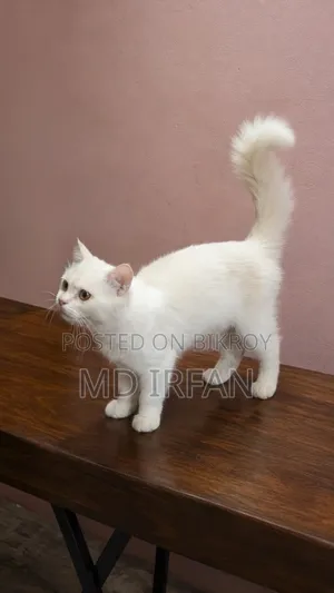 3-6 Months Male Mixed Breed Persian