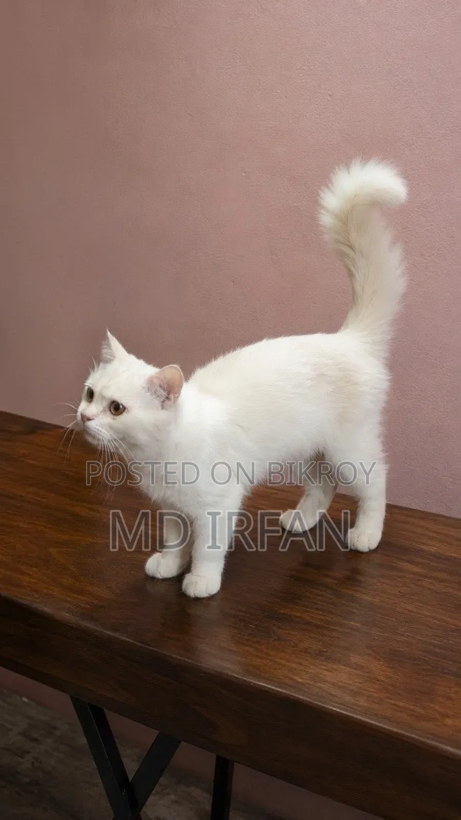 3-6 Months Male Mixed Breed Persian