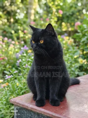 3-6 Months Male Purebred Persian