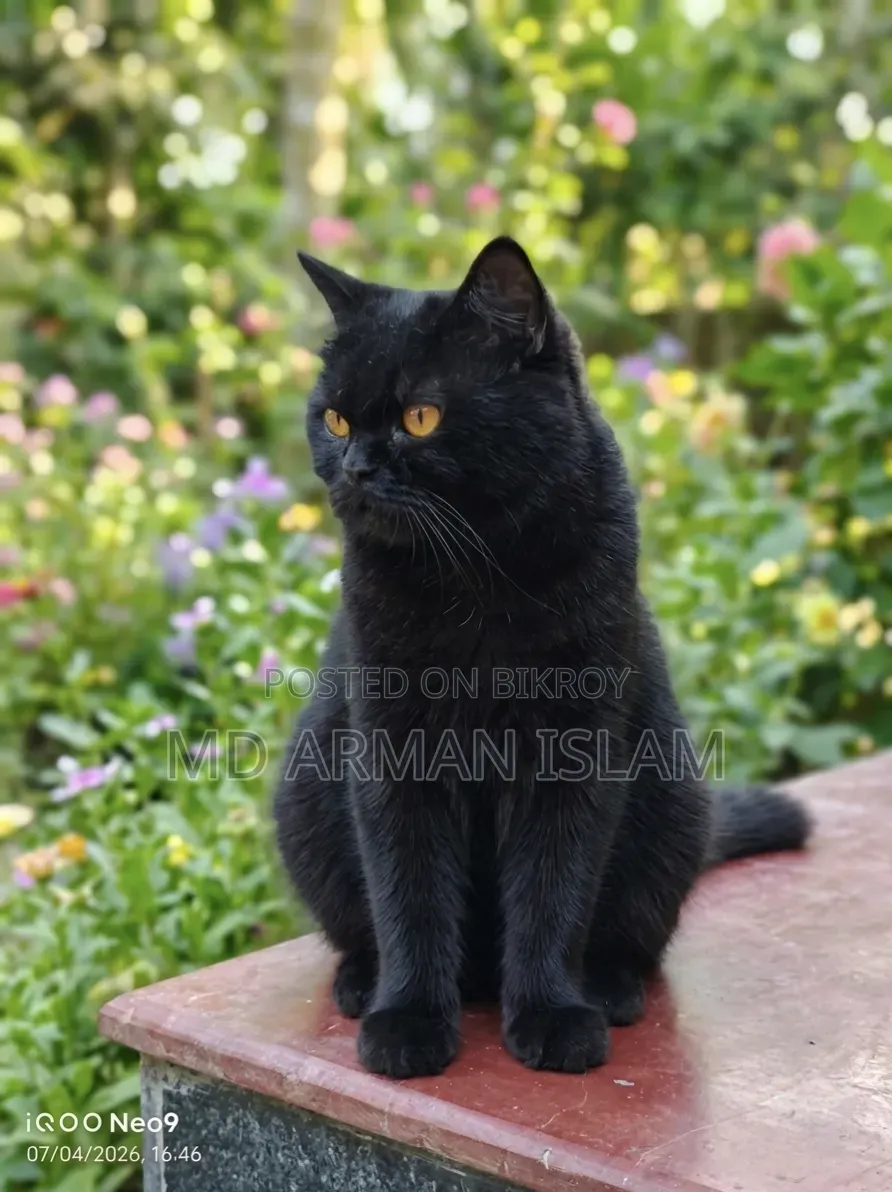 3-6 Months Male Purebred Persian