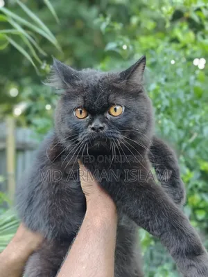 3-6 Months Male Purebred Persian