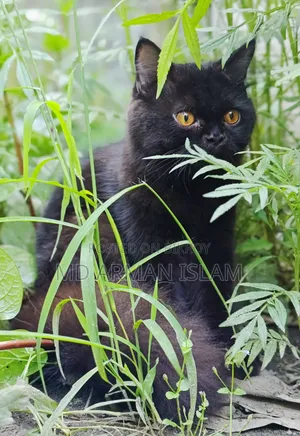 3-6 Months Male Purebred Persian