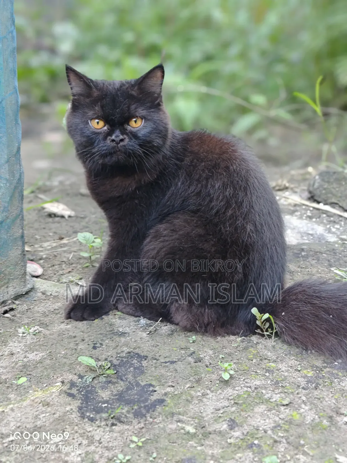 3-6 Months Male Purebred Persian