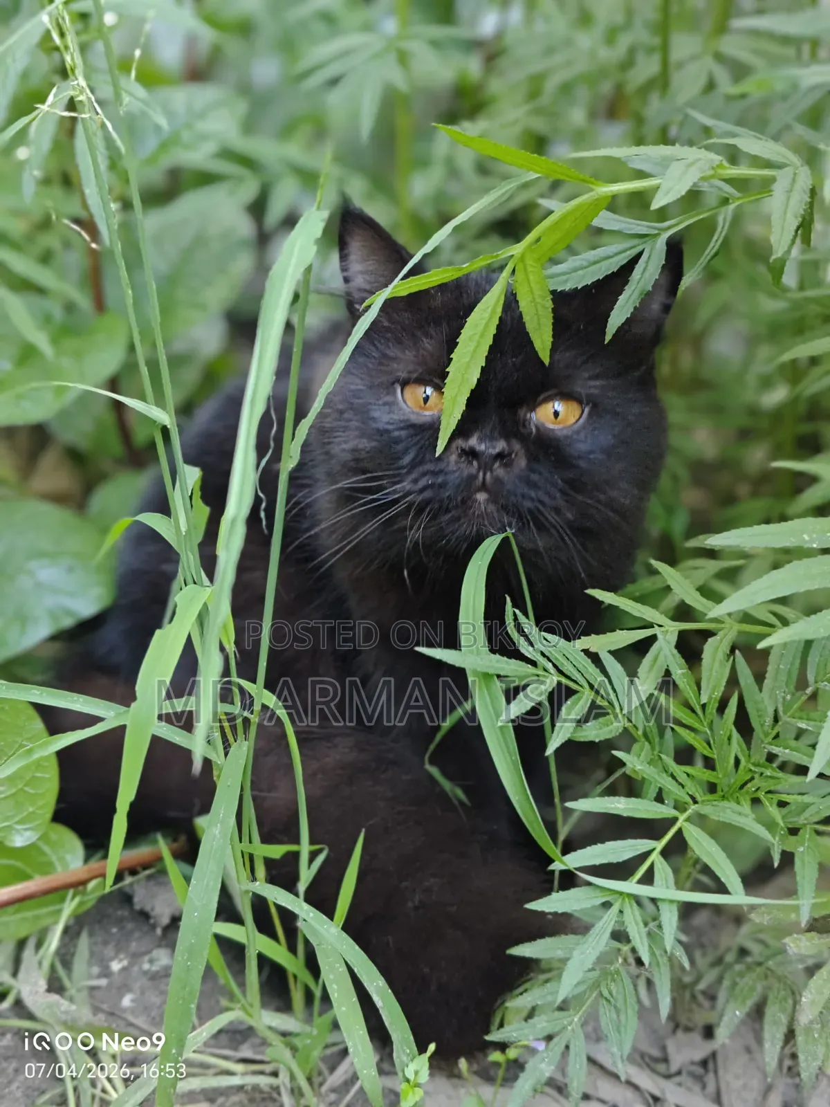 3-6 Months Male Purebred Persian