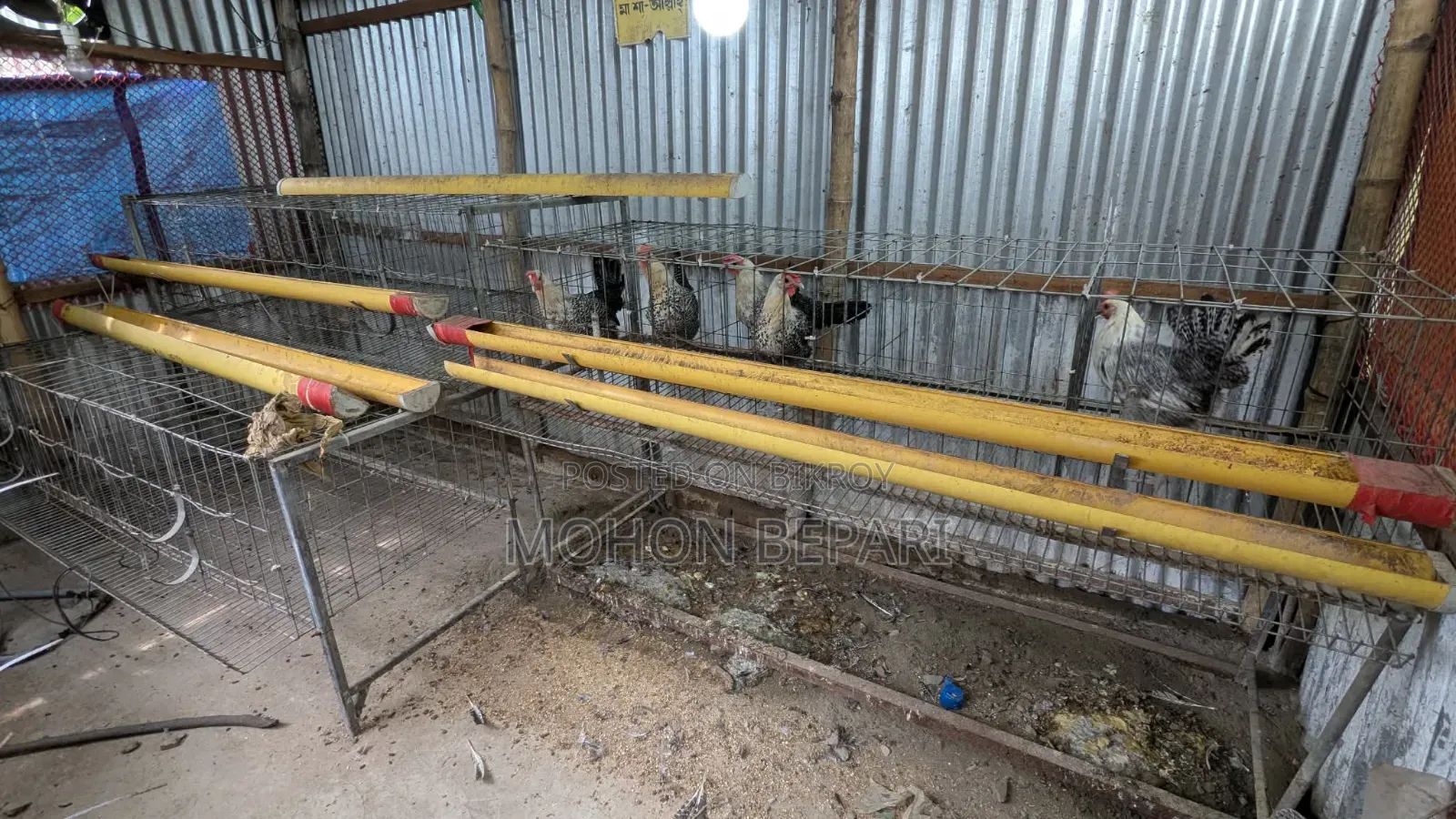 Egg Cage