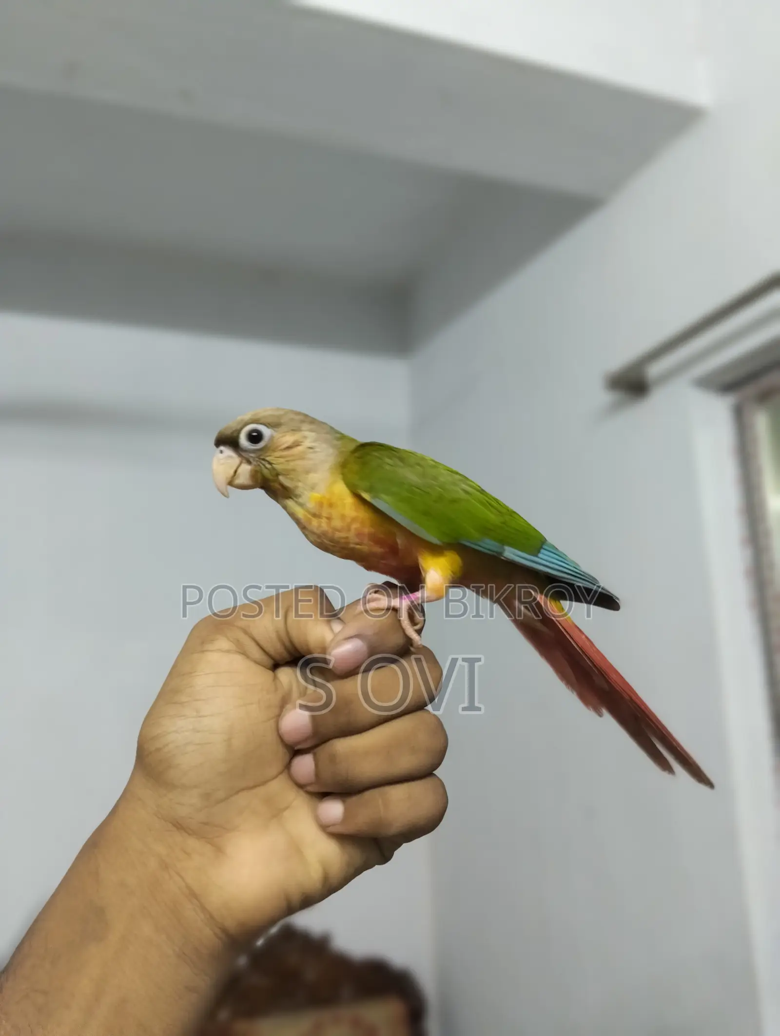 Hyper Red Pineapple Conure