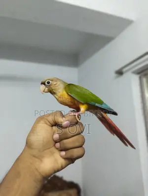 Hyper Red Pineapple Conure