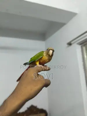 Hyper Red Pineapple Conure