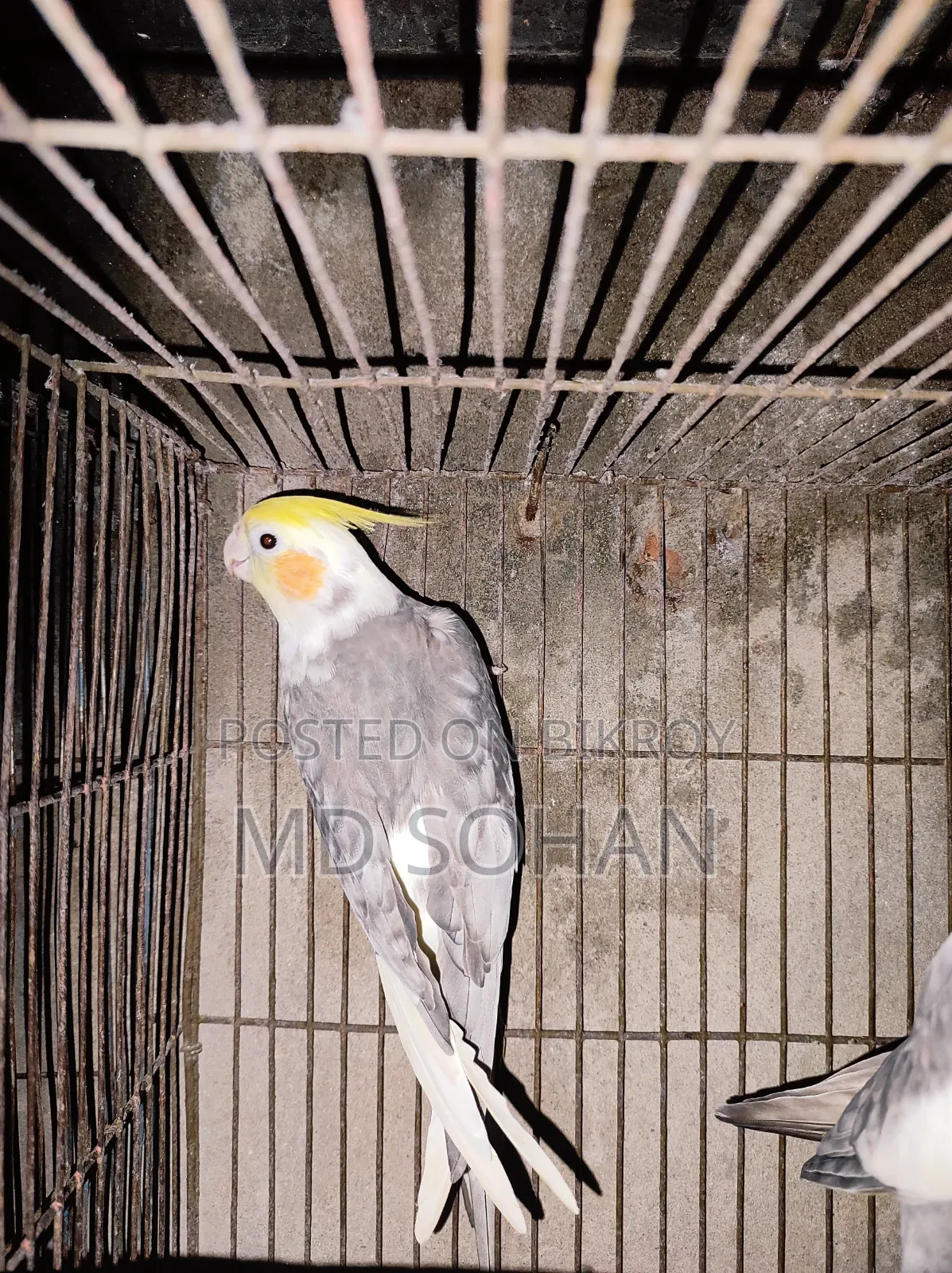 ২টি ককাটেল পুরুষ পাখি
