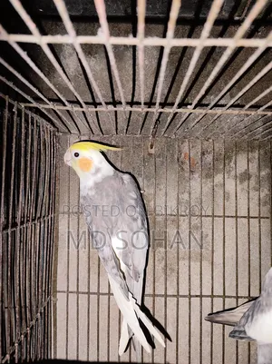 ২টি ককাটেল পুরুষ পাখি