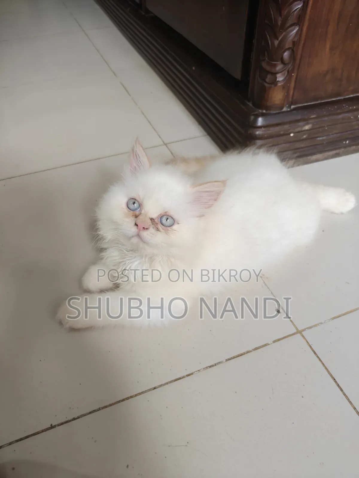 1-3 Months Female Purebred Persian Kitten