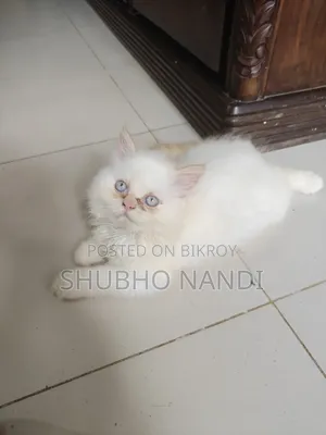 1-3 Months Female Purebred Persian Kitten