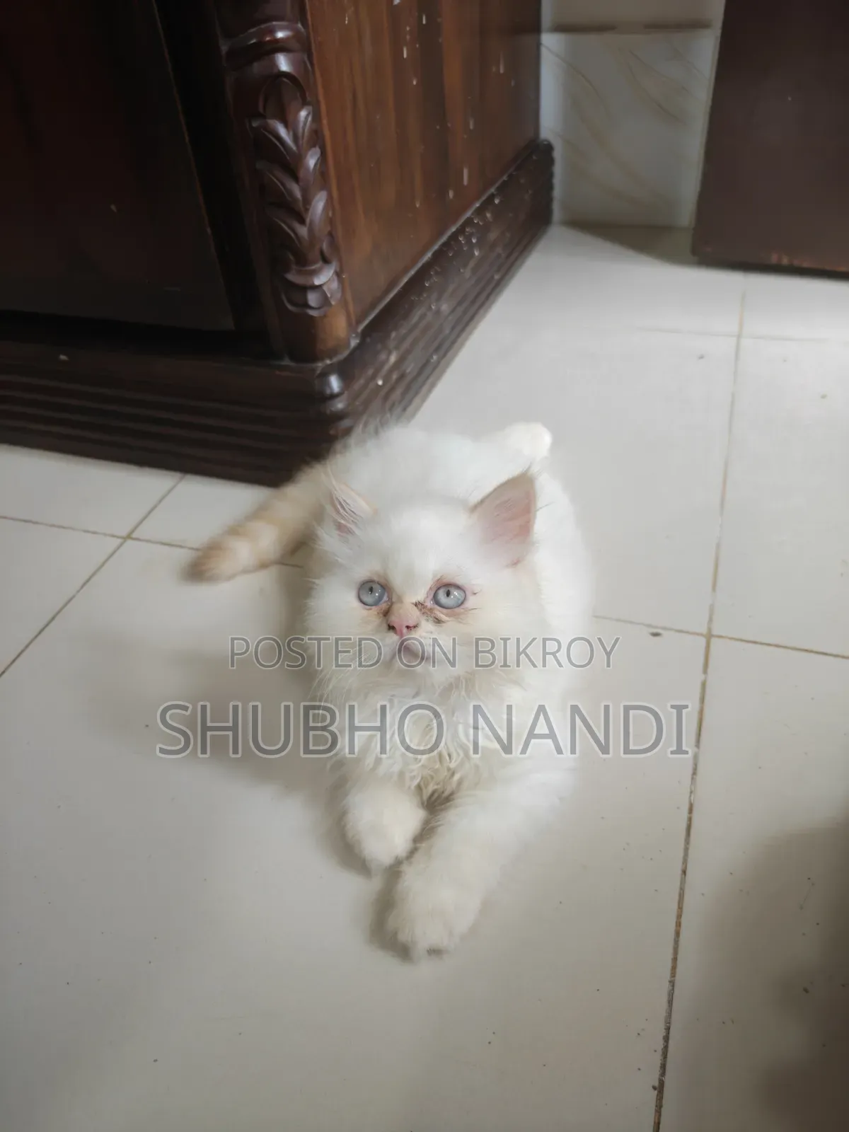 1-3 Months Female Purebred Persian Kitten