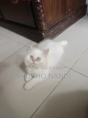 1-3 Months Female Purebred Persian Kitten