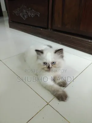 1-3 Months Female Purebred Persian Kitten