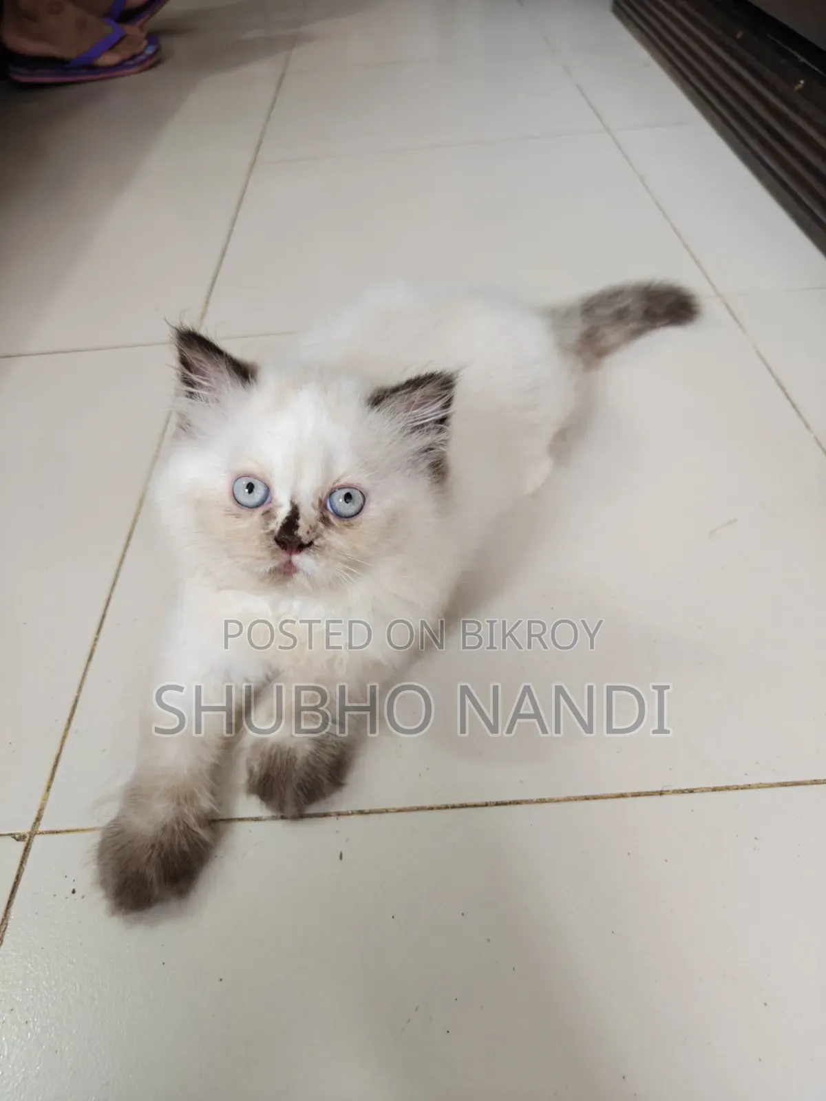 1-3 Months Female Purebred Persian Kitten