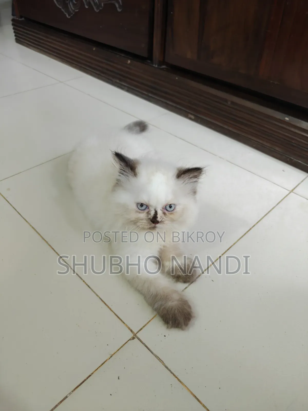 1-3 Months Female Purebred Persian Kitten