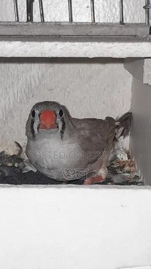 Finch Female